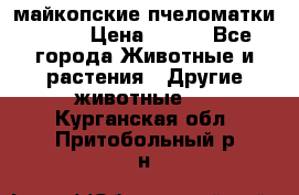  майкопские пчеломатки F-1  › Цена ­ 800 - Все города Животные и растения » Другие животные   . Курганская обл.,Притобольный р-н